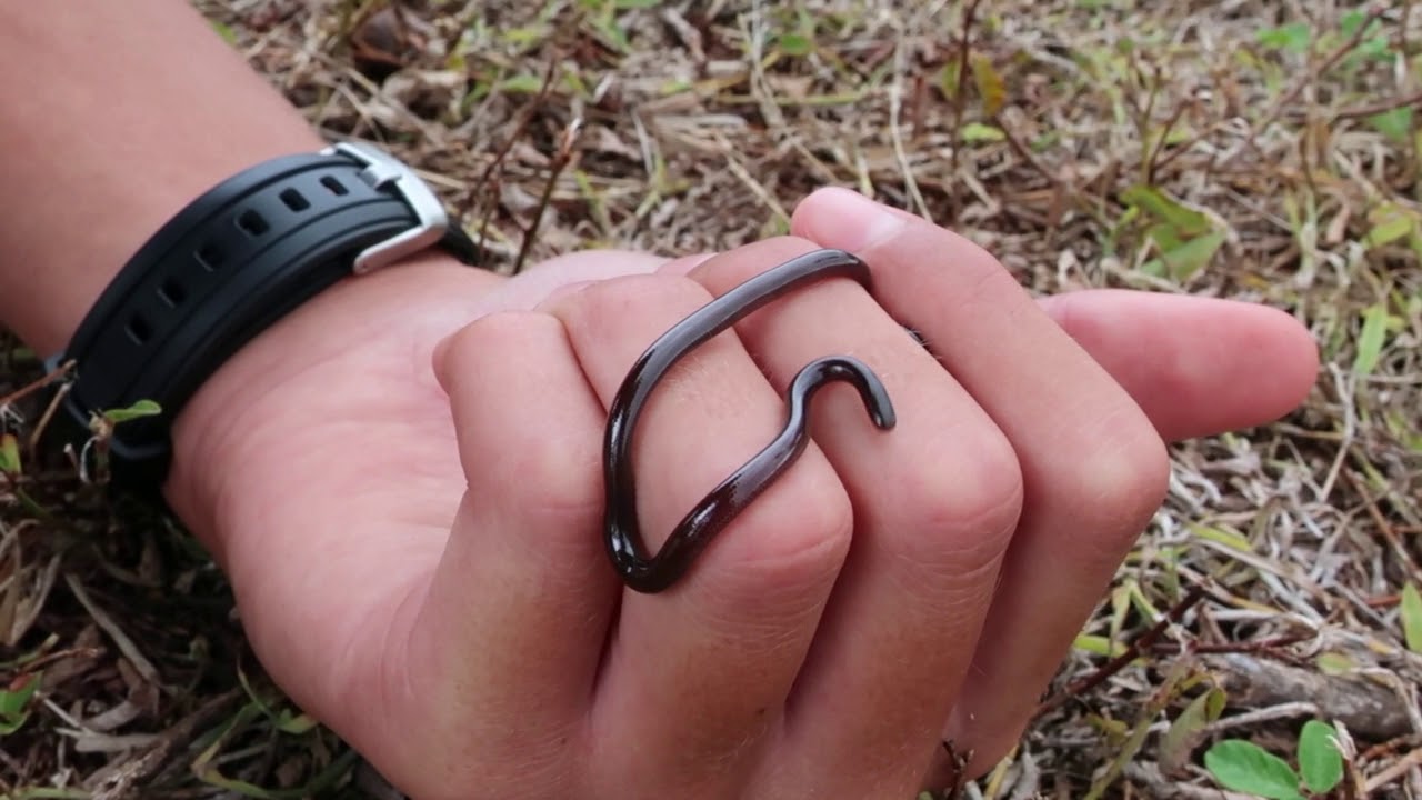 Snakes In Hawaii!? :  The Blind snake