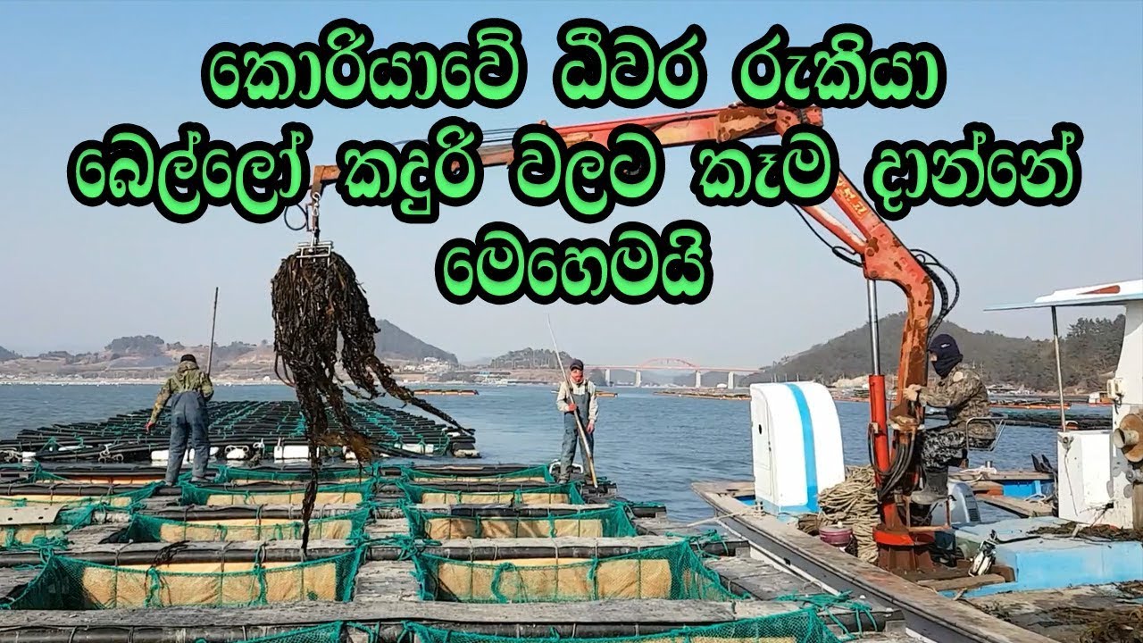 කොරියානු රැකියා / බෙල්ලෝ කදුරි වලට කෑම දාන්නේ මෙහෙමයි.