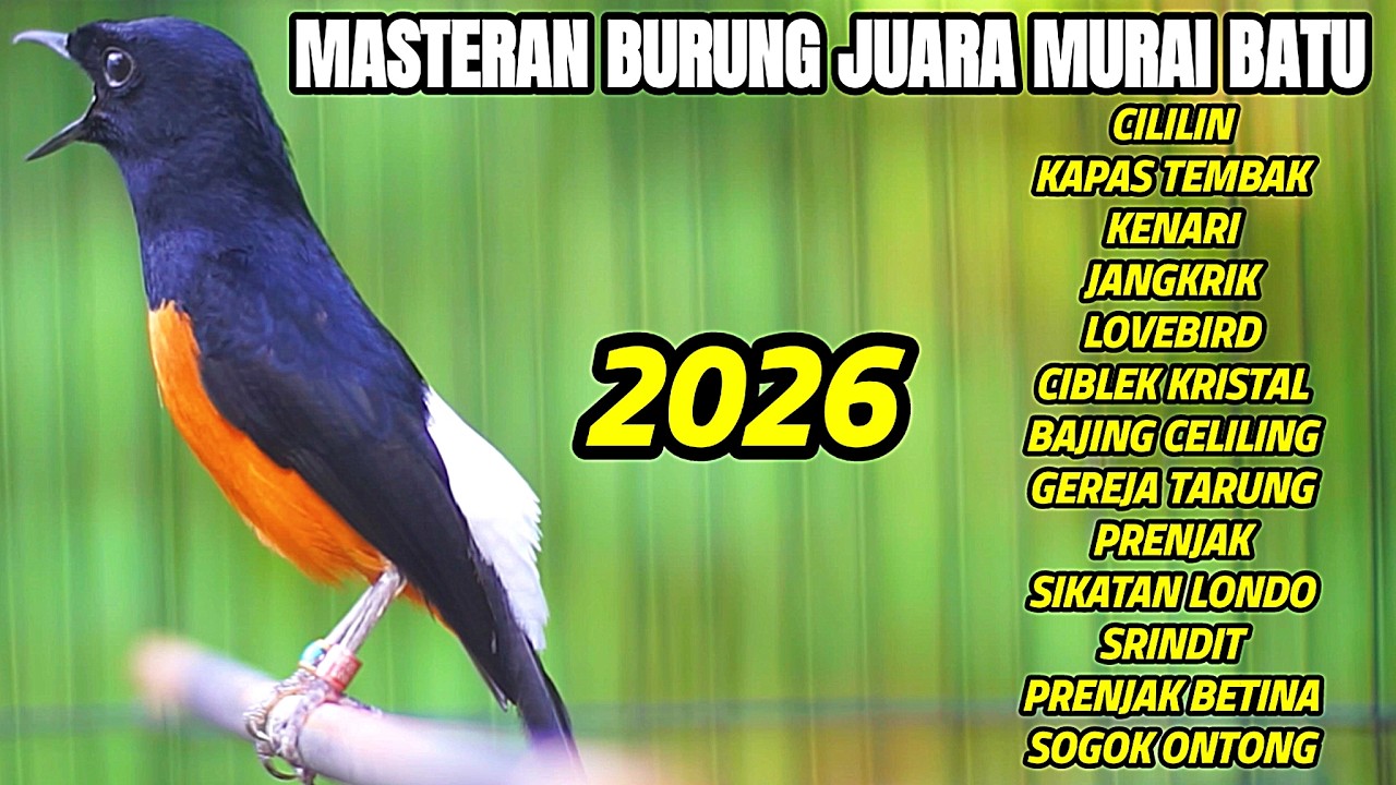 PANCINGAN MURAI BATU PAGI HARI FULL ISIAN MEWAH AMPUH BUAT MEMANCING MURAI BATU AGAR IKUT BONGKAR