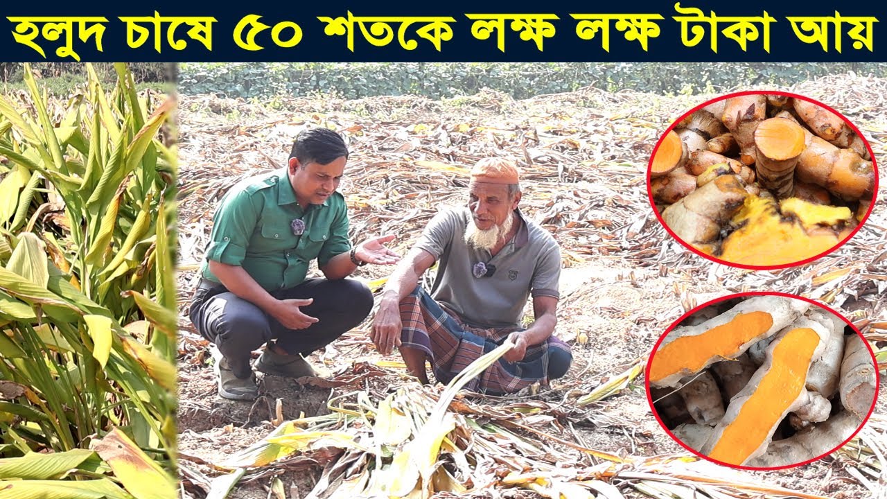 হলুদ চাষে ৫০ শতকে লক্ষ লক্ষ টাকা আয় । হলুদ চাষ পদ্ধতি । Turmeric Cultivation । Swadesh BD
