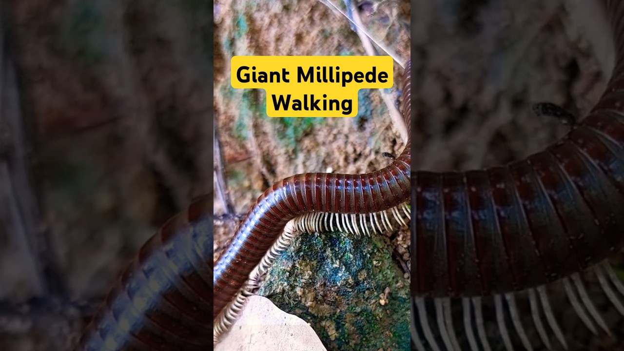 Giant Millipede Walking Close-Up With Mites In Nature #phucsanimalhouse #millipede #pets