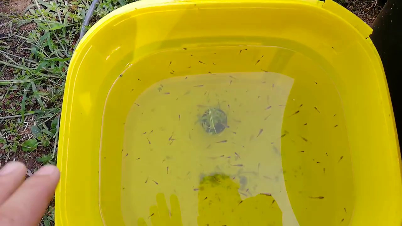 Kraj sezone - Premestanje ribica