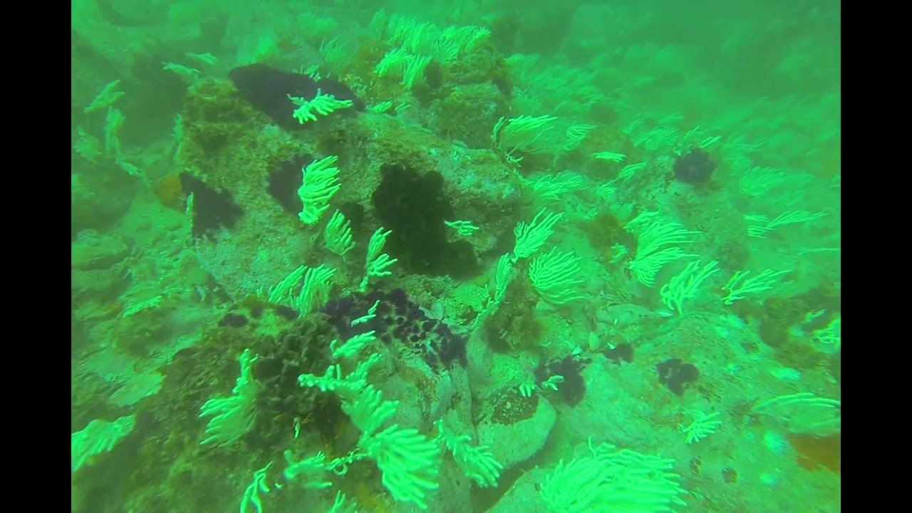 Diving in Plettenberg Bay (off the beacon isle hotel)