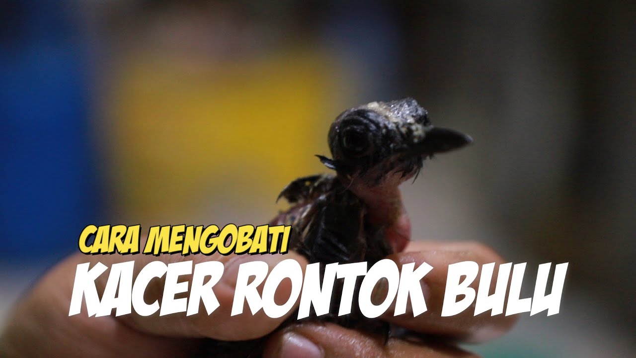 Kacer Rontok Bulu Parah Berhasil Gondrong Kembali | Cuma Pake Mentega