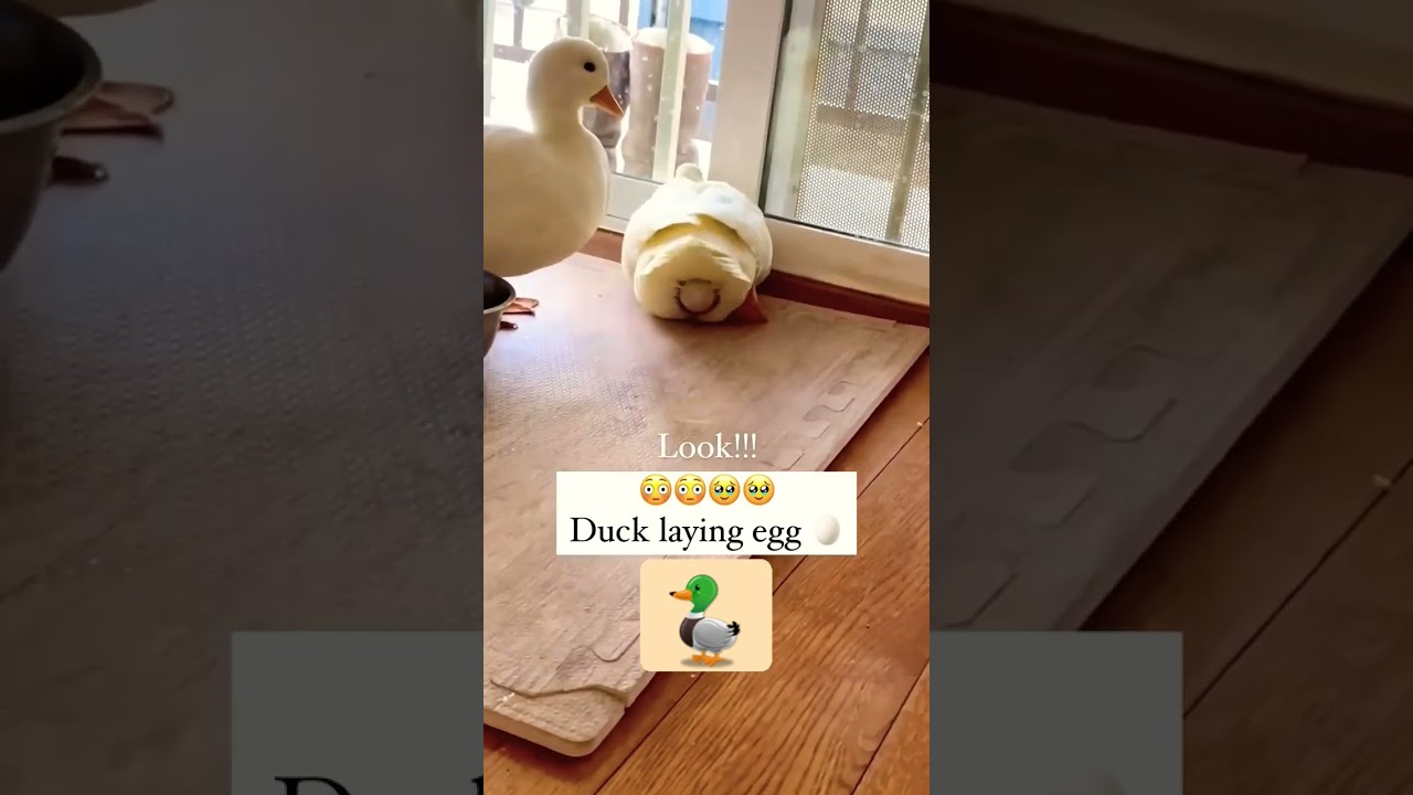 Duck laying egg🤯