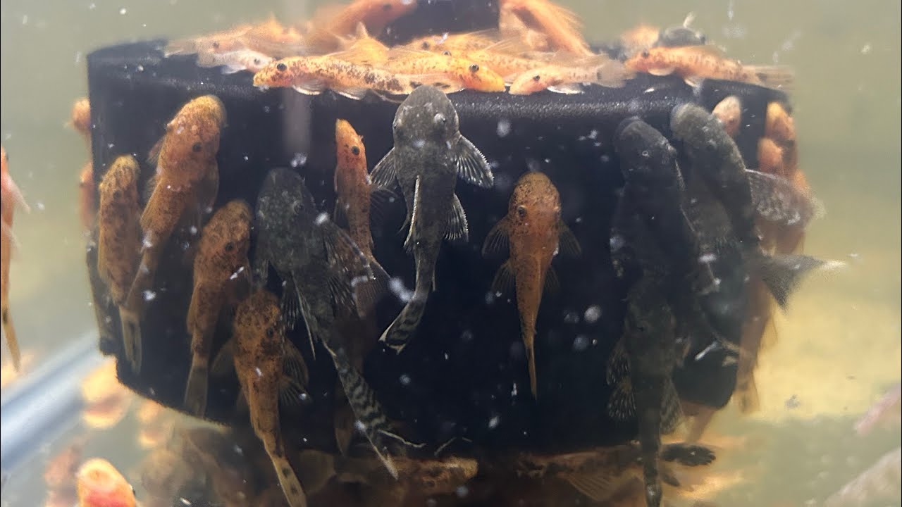 Ying&rsquo;s Fish Spot July August September 2025