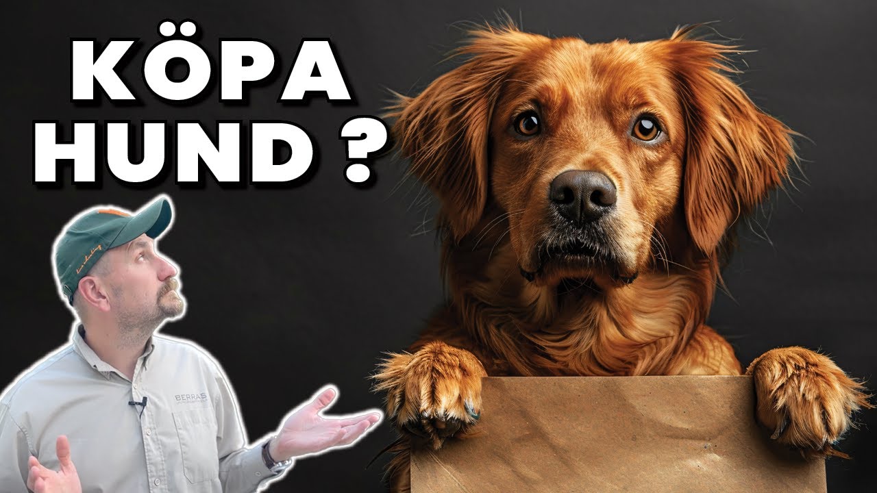 7 saker att fundera på inför ett Hundköp