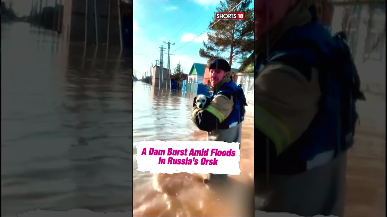 Russian Workers Rescue Dogs Left Behind By Residents Of flood-hit Orsk | N18S | #shorts