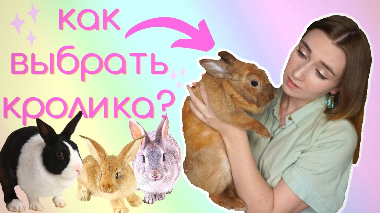 КАКУЮ ПОРОДУ ДЕКОРАТИВНОГО КРОЛИКА ЛУЧШЕ ВЫБРАТЬ? / КАК ВЫБРАТЬ ДЕКОРАТИВНОГО КРОЛИКА?