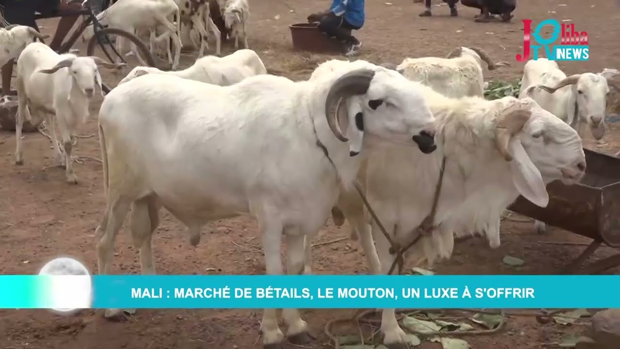 Mali : Marché de bétails, le mouton, un luxe à s'offrir