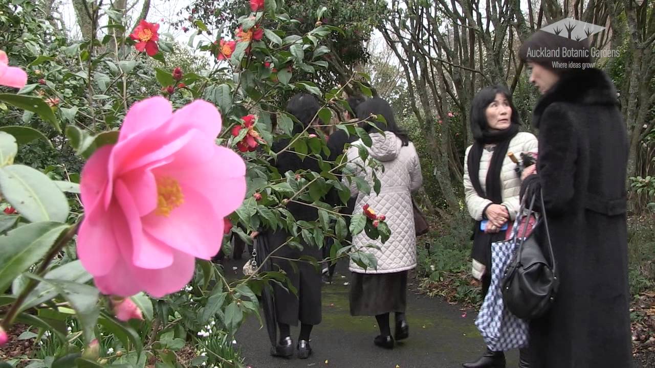 Auckland Botanic Gardens Camellia Collection