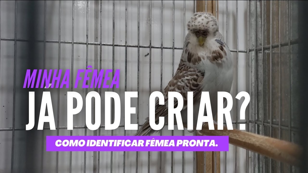 SABE IDENTIFICAR SE A FÊMEA ESTÁ PRONTA PARA CRIAR?