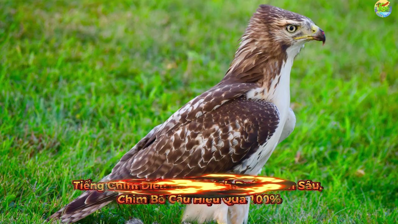Tiếng Chim Diều Hâu – Cách Đuổi Chim Sâu, Chim Bồ Câu Hiệu Quả 100%