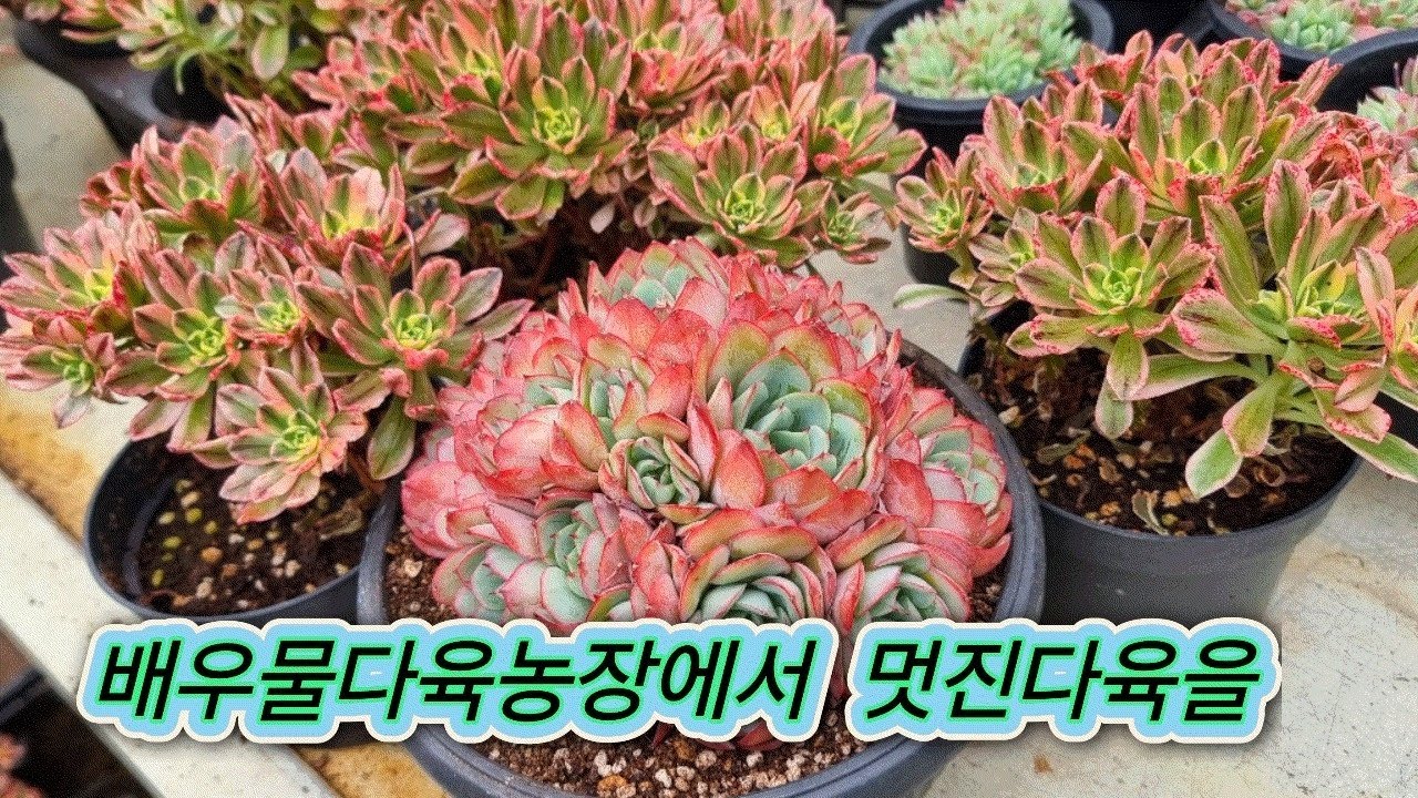 3/15)배우물다육농장에서 멋진다육과함께