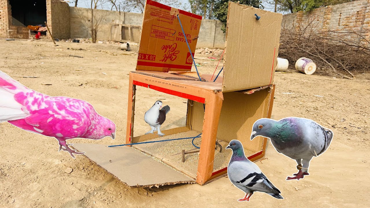 Simple Birds Catching Trap | How To Make Birds Catching Trap Using Cardboard | @qbtraps 