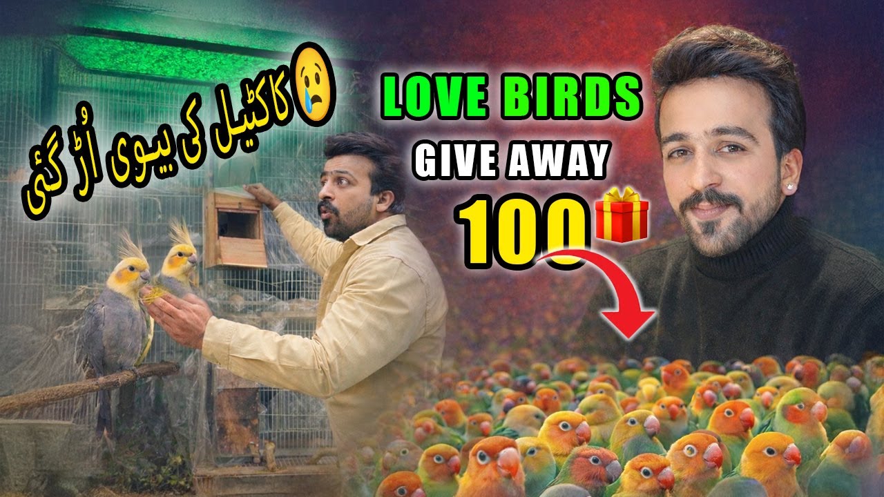 Самка корелла Гум Хо Гай 😭 | Розыгрыш 100 неразлучников