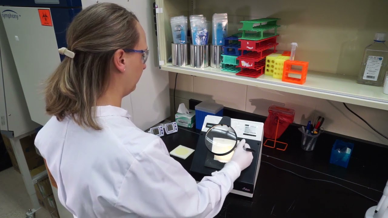 Hur man anv&auml;nder Petrifilm Environmental Listeria Plate