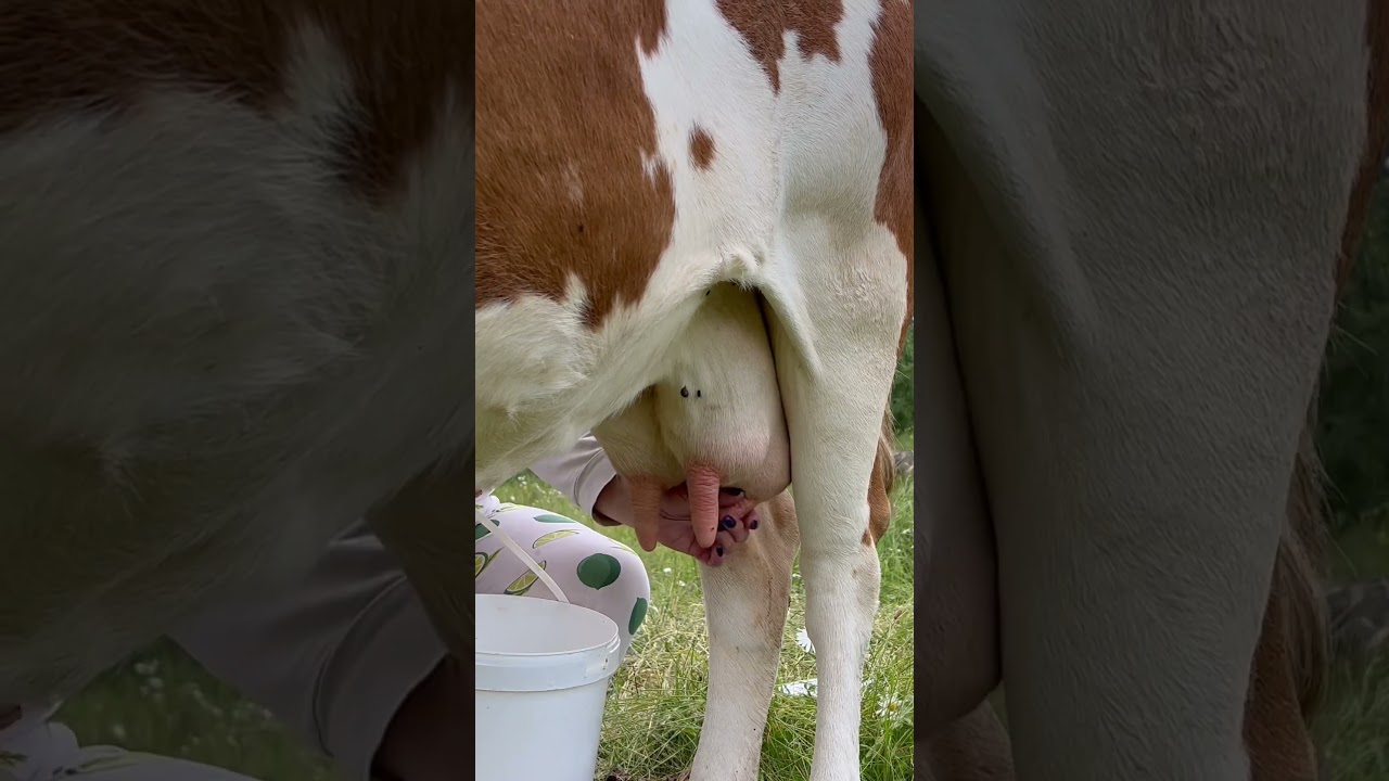 milking 🥛 #animals #nature #cow