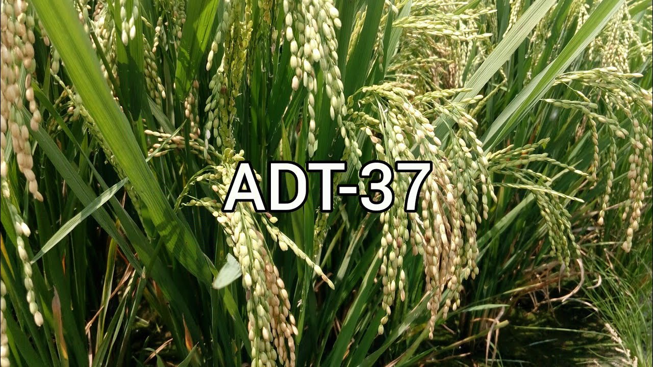 ADT 37 PADDY VARIETY | KHARIF SEASON | TAMILNADU