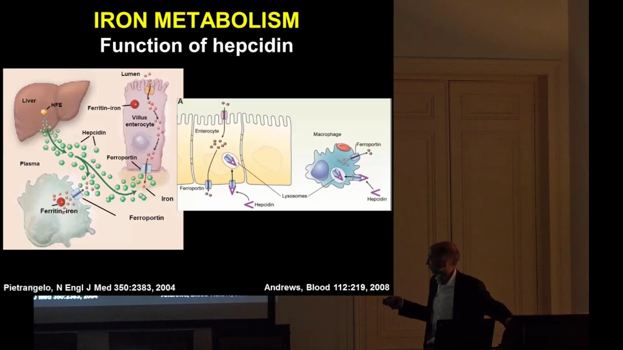 Yves Beguin: RÔLE DE L’HEPCIDINE DANS LE MÉTABOLISME DU FER ET L’ÉRYTHROPOÏÈSE