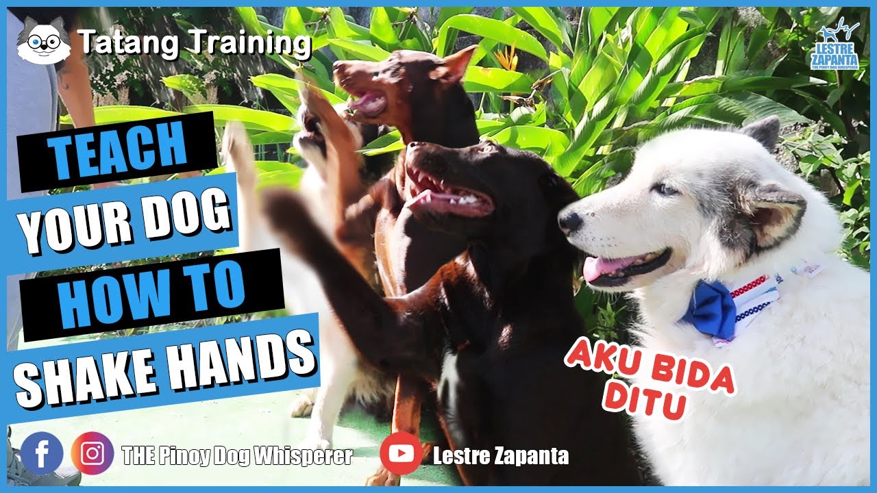 Tatang Training #2 - Old dog learns to 