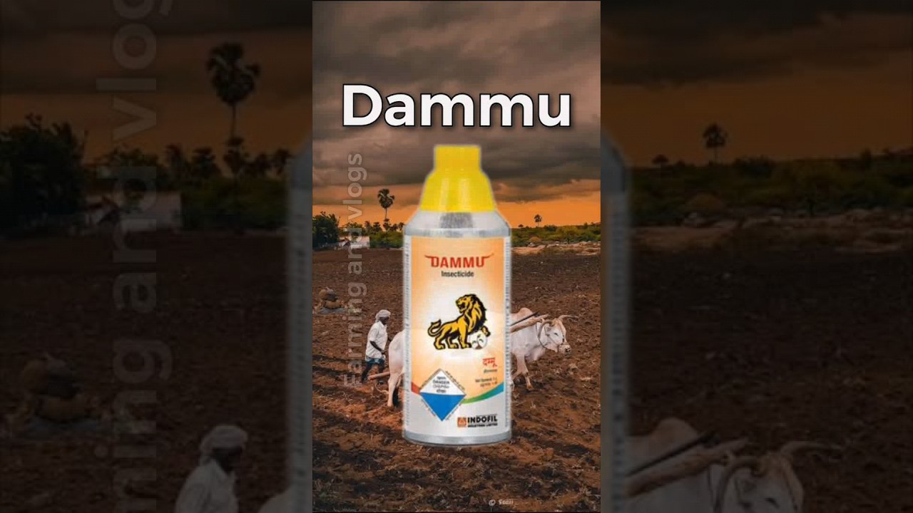 🔥Dammu🔥Indofil|Propargite50% Bifenthrin5%SE|insecticide| #shorts #youtubeshorts #shortsfeed #indofil