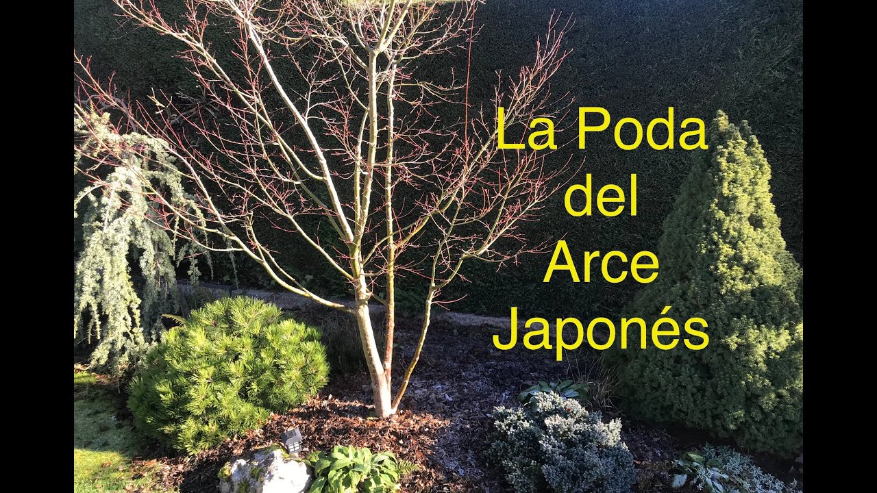 La poda del arce japones