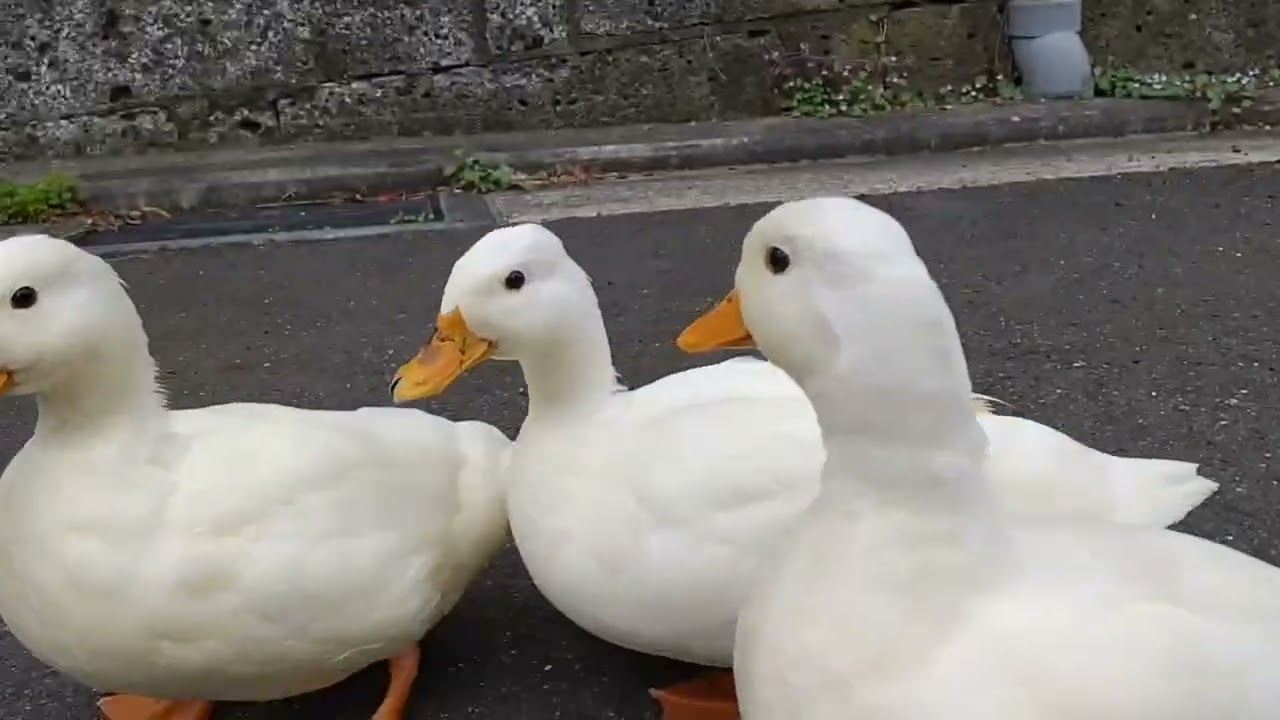 【コールダック】速いぞ〜待ってて‼️