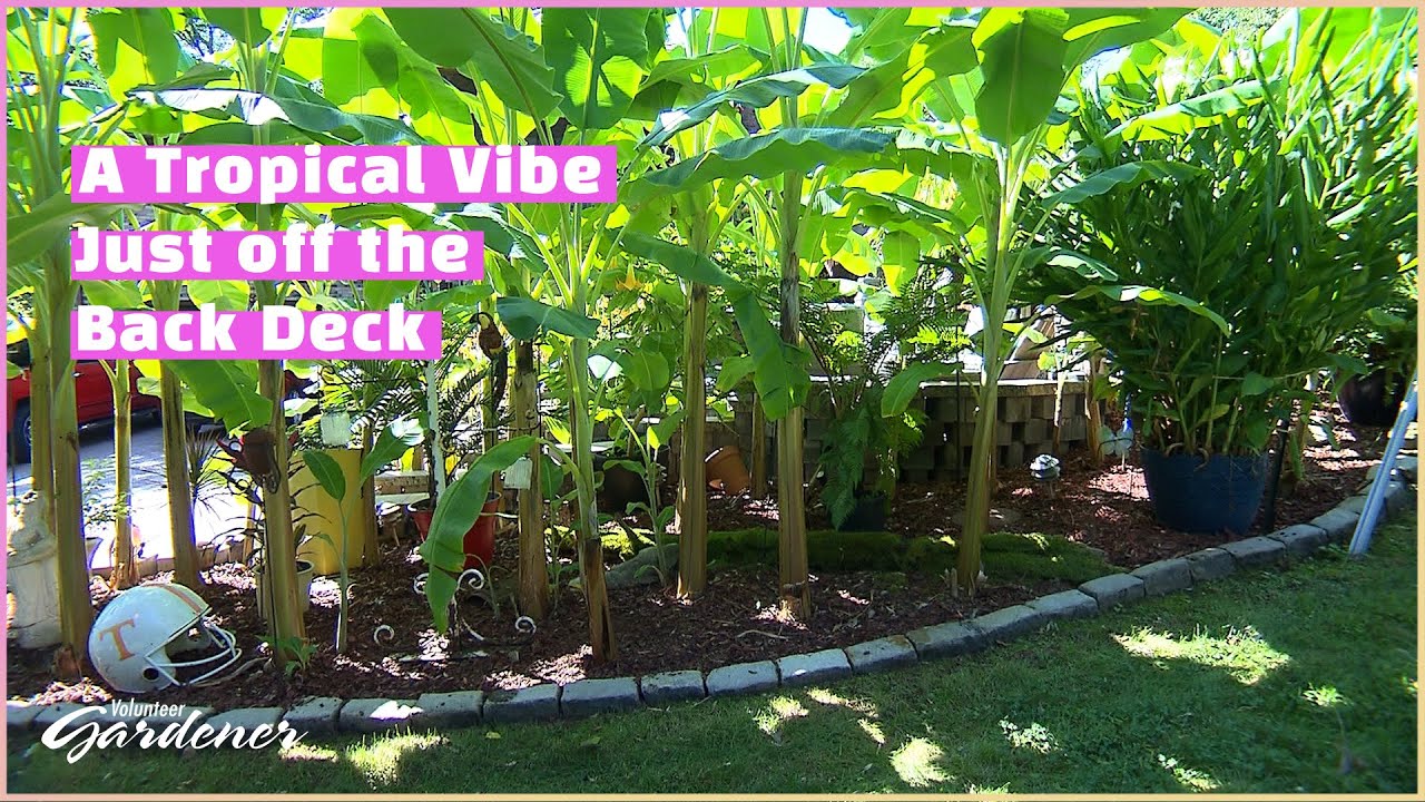 Growing Banana Plants in Zone 7 | Volunteer Gardener