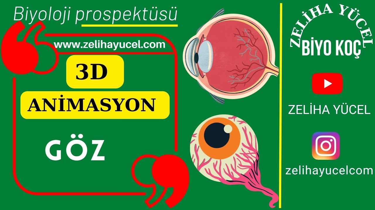 Göz 3D Animasyon #ayt #sistemler #animasyon