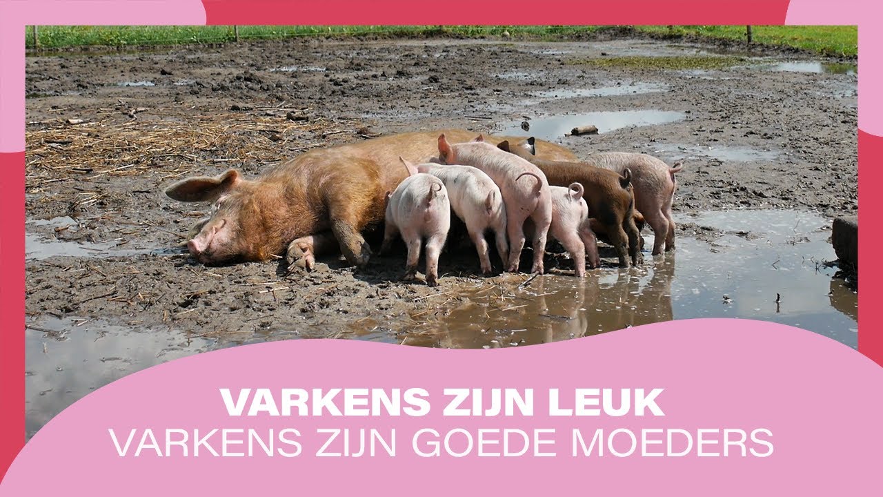 Varkens zijn goede moeders. Weet je waarom?
