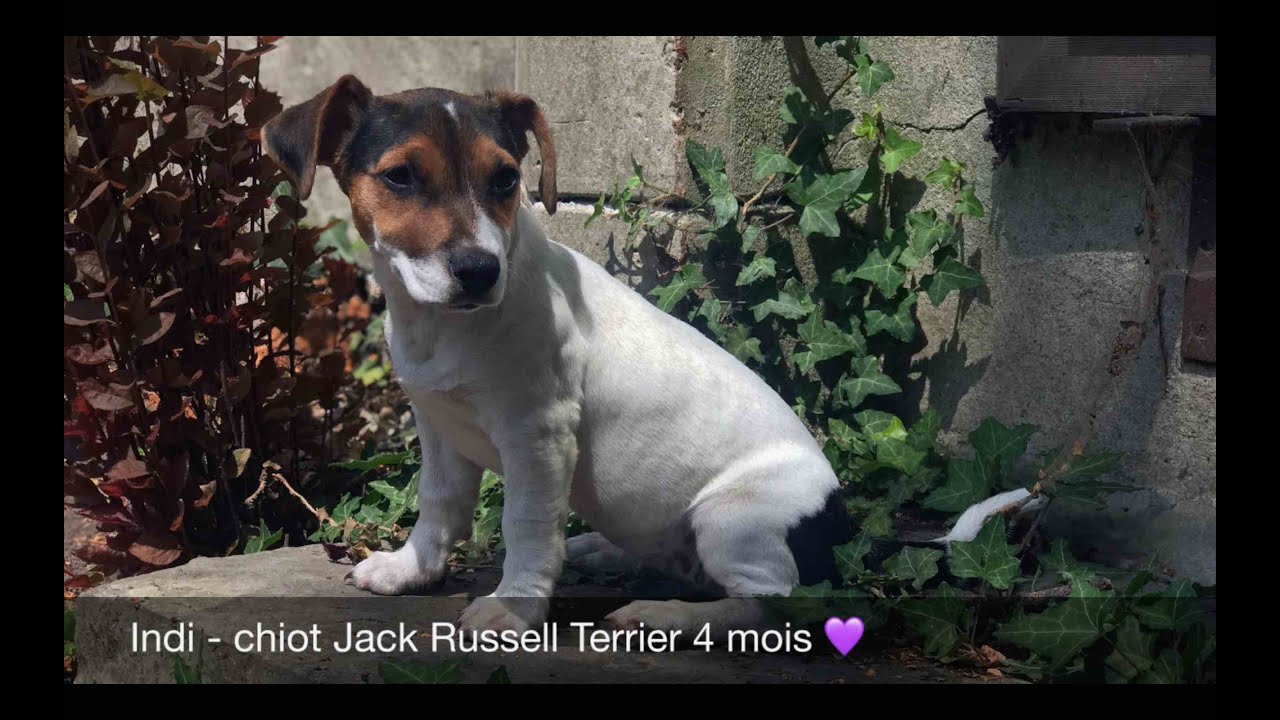 Indi 🐶 chiot Jack Russell Terrier - 4 mois