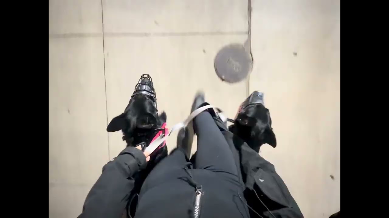2 Dog Heeling
