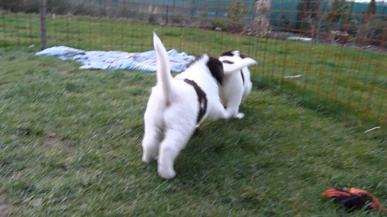 Landseer puppies 5 weeks