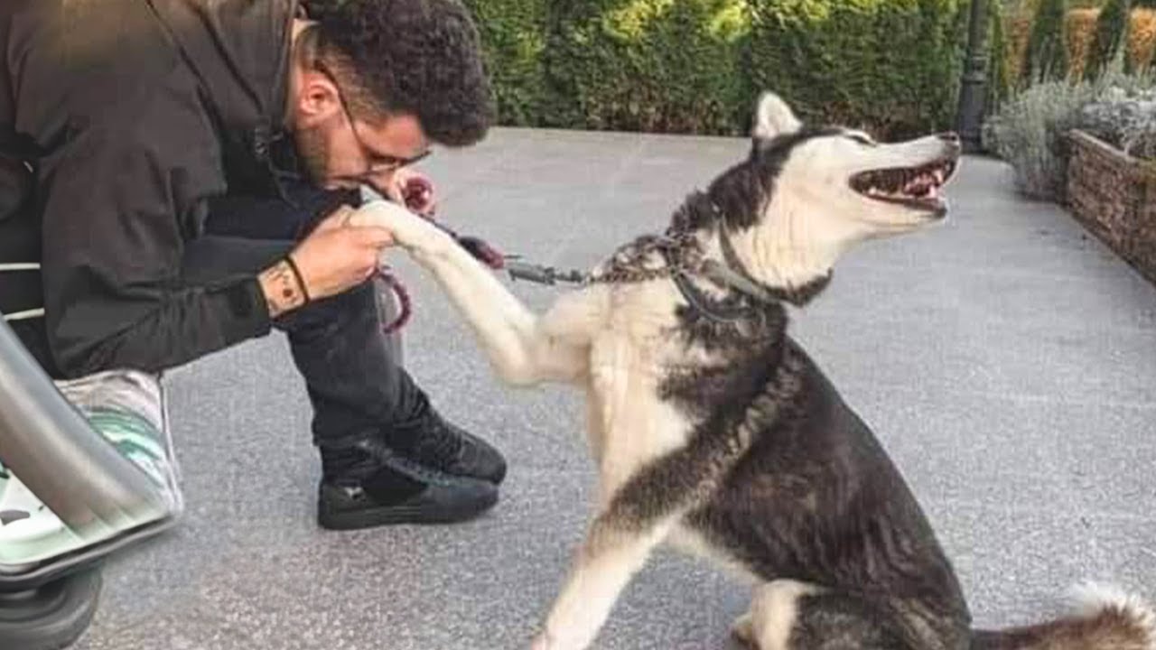 A dramatic Husky dog is the perfect way to start your day 🐶