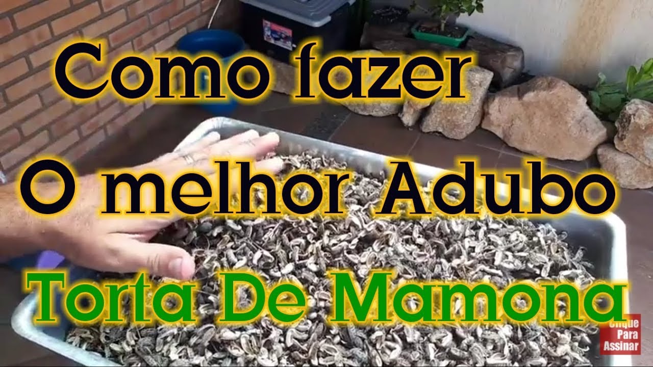 Como Fazer Torta de Mamona Adubo Rico em Nutrientes