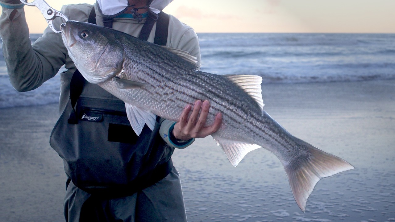 Solid Striped Bass at Low Tide