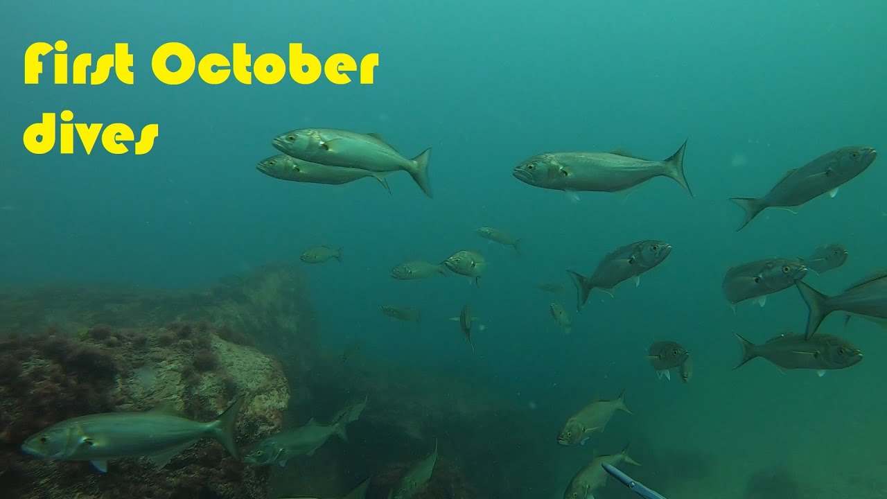 Първи октомврийски гмуркания - спокойно море и много риба (подводен риболов в Черно Море)