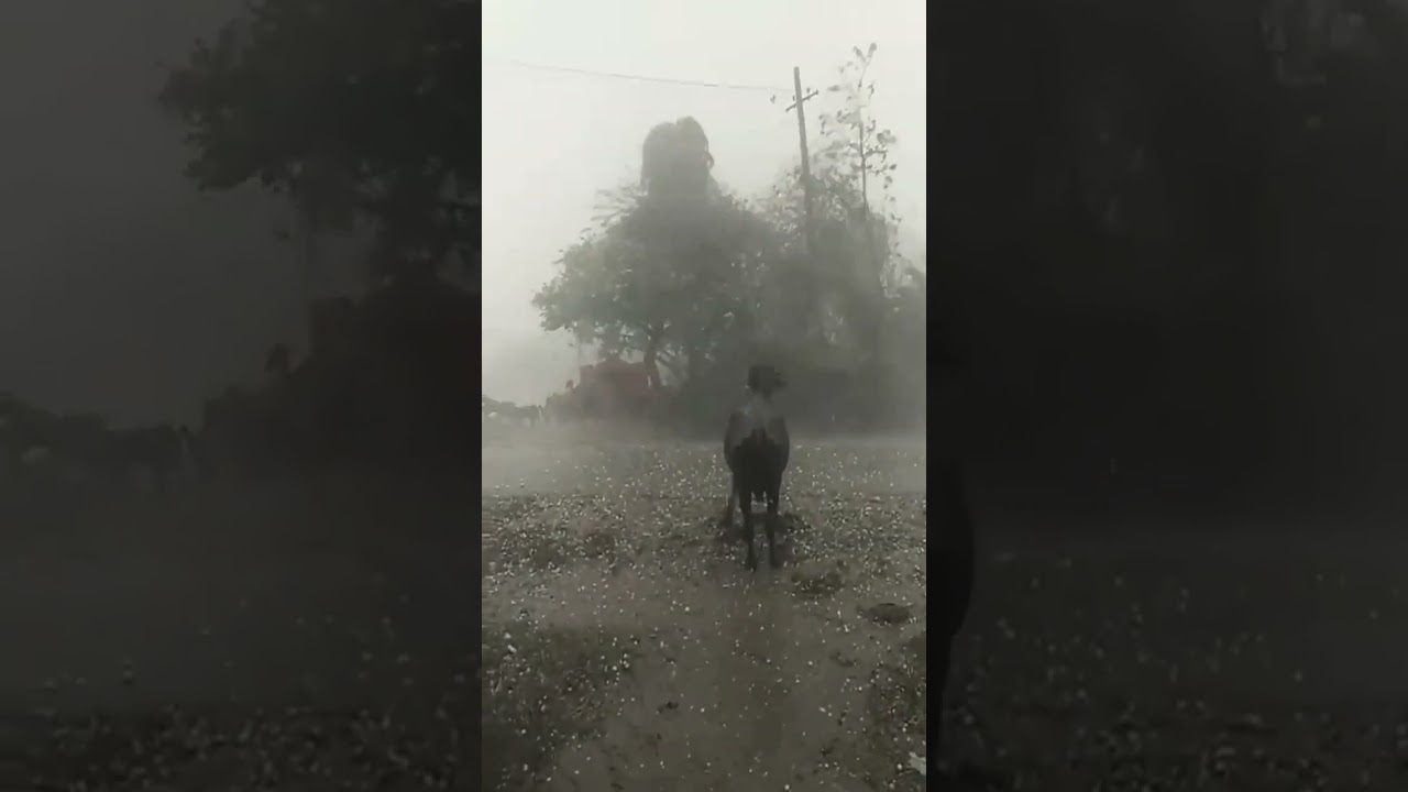 hail storm buffalo struggles india