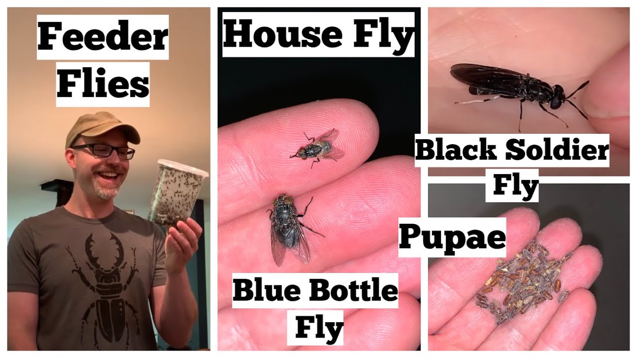 How To Use Feeder Flies Including House Flies, Blue Bottle Flies and Soldier Fly Care