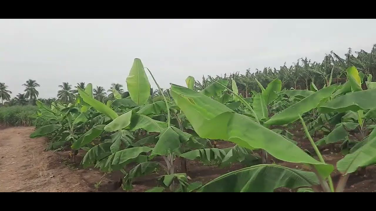  100 அடி தார் ரோடு முகப்பு கொண்ட ஆத்து தோட்டம் 3.25 ஏக்கர் விற்பனைக்கு #agriculture 