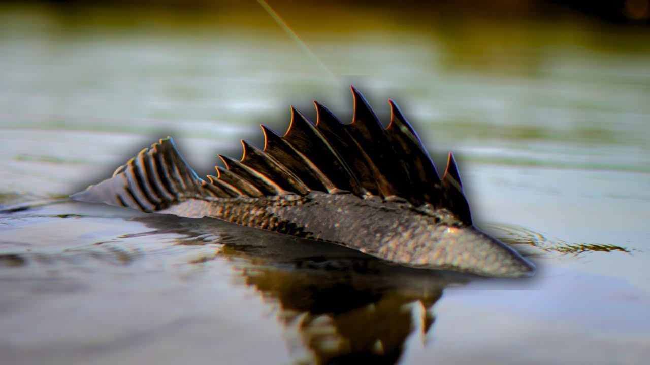 Fishing For The Most UNDERRATED Fish | Salt Water Flats Fishing