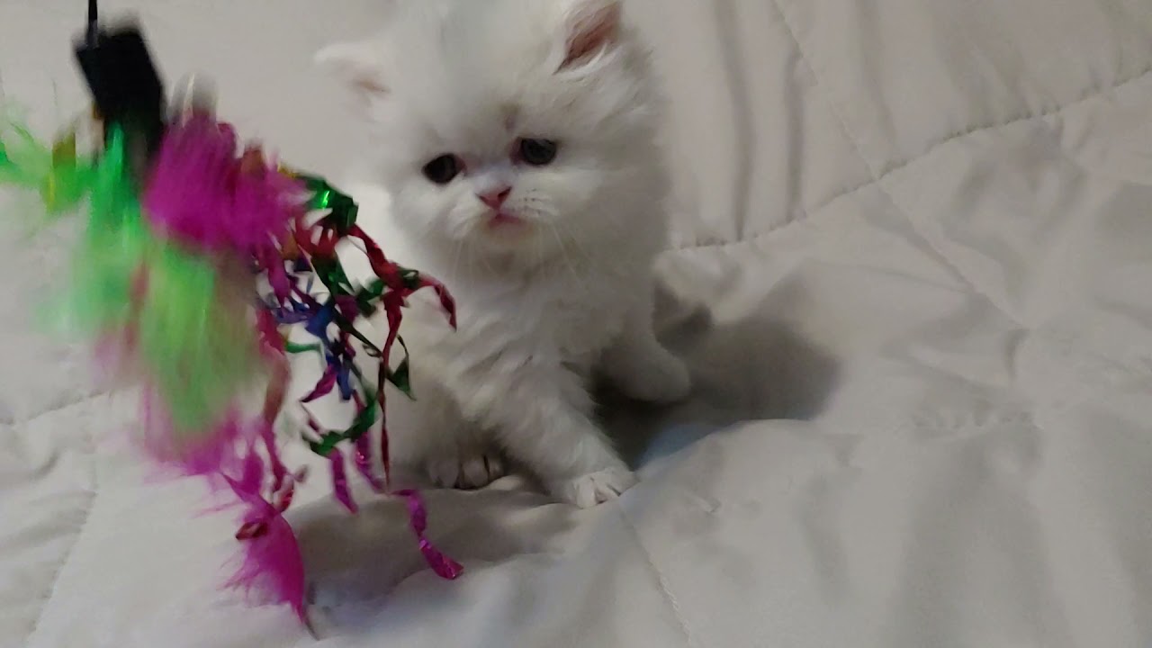 CFA White Female Persian Kitten with Copper Eyes