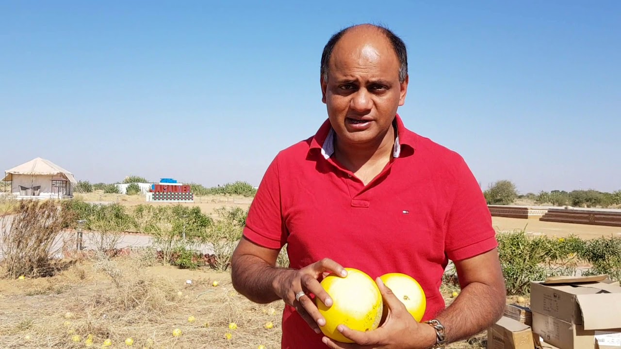 Citrullus colocynthis (Bitter apple) - Ayurvedic properties, Medicinal uses & Health benefits