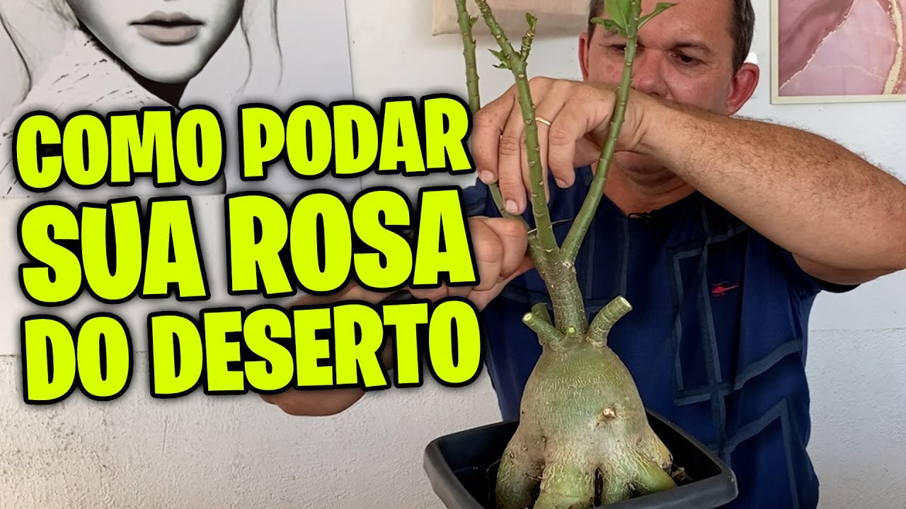 ✅ [GUIA DEFINITIVO]. Tudo que você precisa saber sobre poda em ROSA DO DESERTO