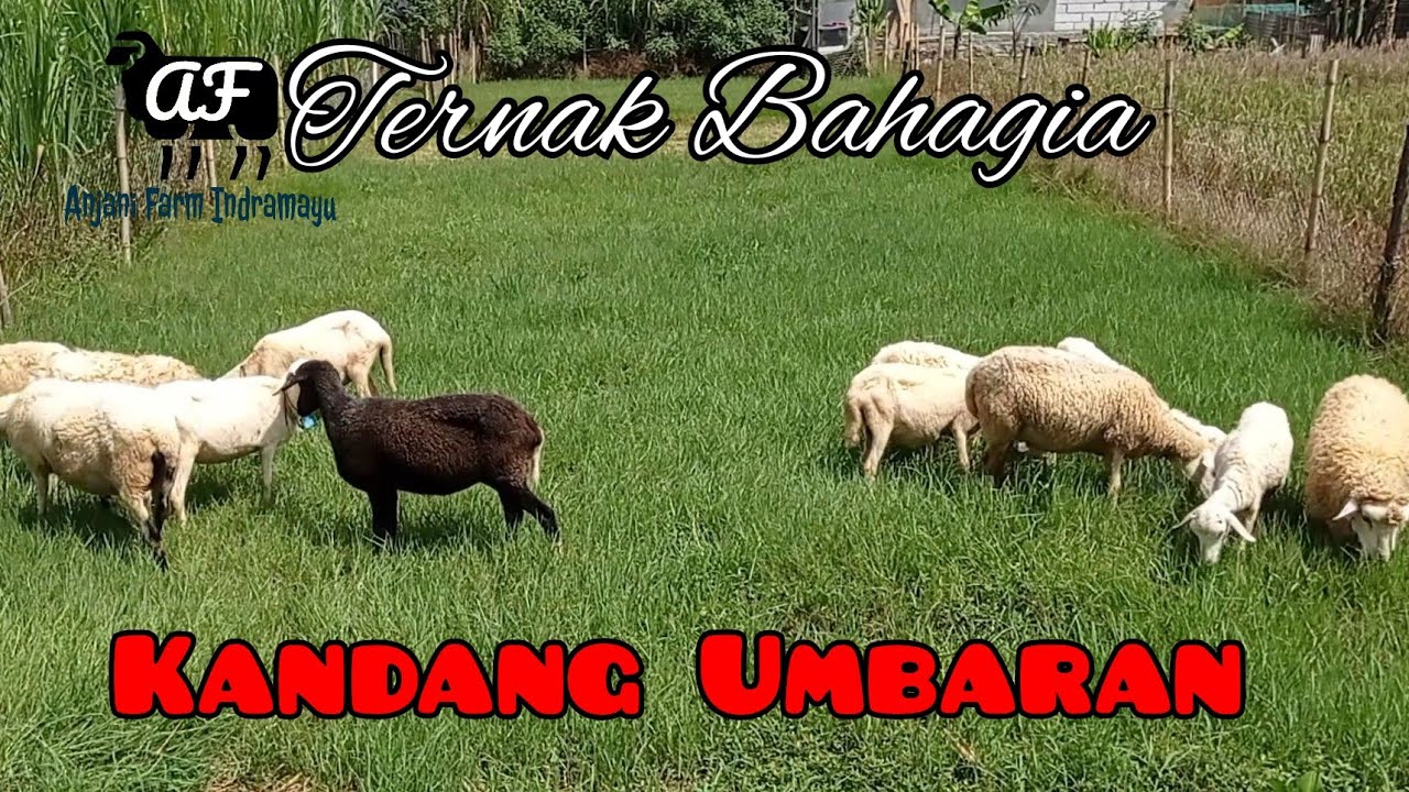 Kandang semi umbaran ternak domba jadi bahagia
