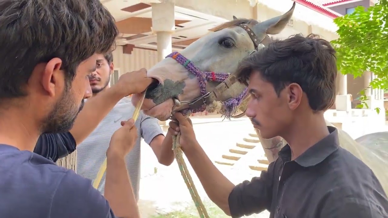 Horse treatment through Nasogastric intubation|Ghora ki nak ma pipe dal k treatment(My horse is ill)