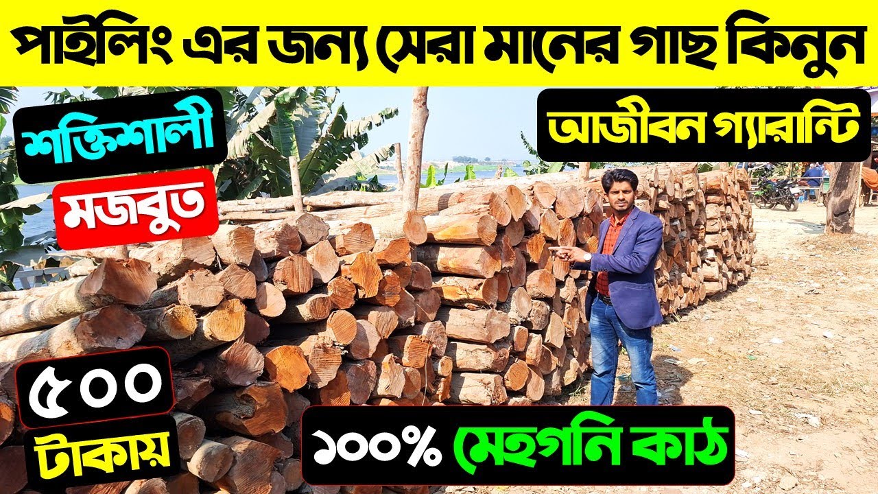 পাইলিং গাছের দাম জানুন 😱 মেহগনি কাঠের পাইলিং এর গাছ 🔥 Piling Tree Cost/ Piling Tree Price In BD 2025