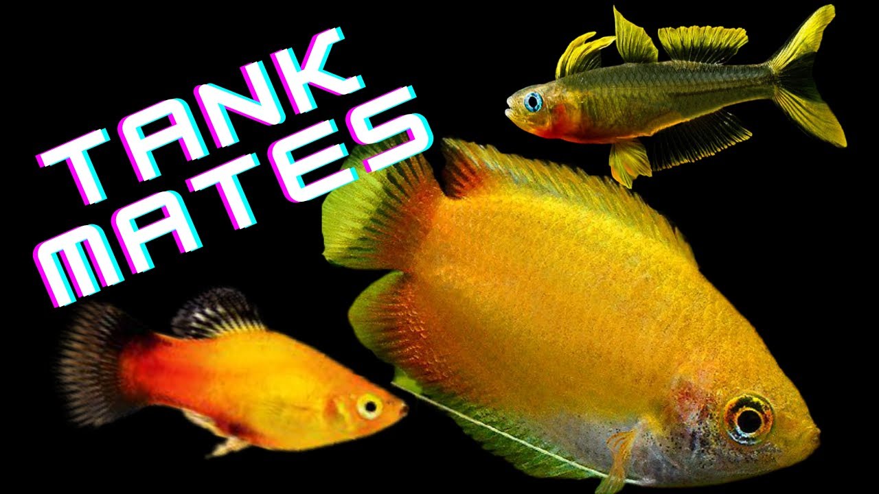10 Honey Gourami Tank Mates You'll LOVE!!!