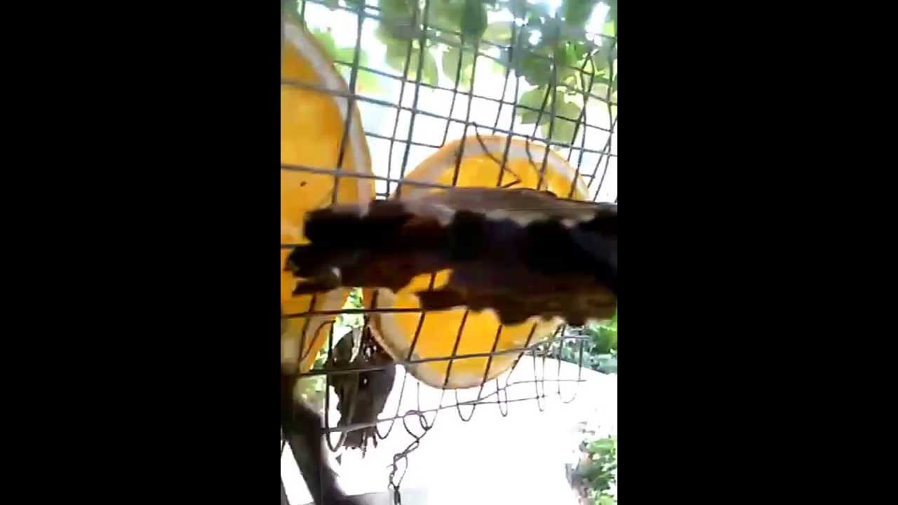 Butterflies eating Orange Slices